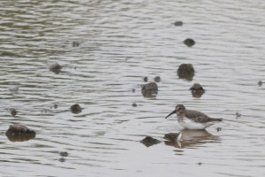 Dunlin, Somerset Co., NJ, Sept. 30, 2016 (photo by Jeff Ellerbusch)