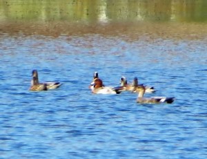 Eurasian Wigeon (in center), Lk. Musconetcong, NJ, Oct. 19, 2016 (documentation photo by Alan Boyd)