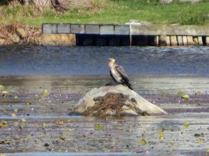 Great Cormorant, Lake Musconetcong, NJ, Oct. 29, 2016 (photo by Alan Boyd)