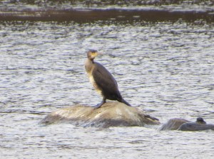 Great Cormorant, Lake Musconetcong, NJ, Oct. 25, 2016 (photo by Alan Boyd)