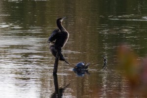 Great and Double-crested Cormorants, Parsippany, NJ, Oct. 19, 2016 (photo by Jonathan Klizas)