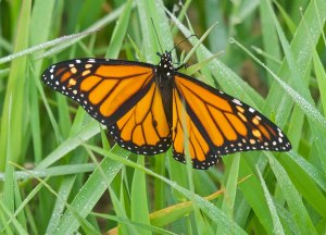 Monarch, Glenhurst Meadows, NJ, Oct. 8, 2016 (photo by John Bloomfield)