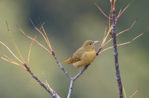 Summer Tanager, Chimney Rock, NJ, Oct. 4, 2016 (photo by James Petersen)