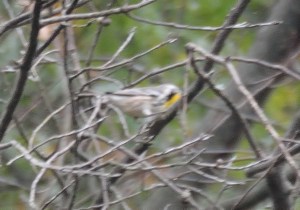 Yellow-throated Warbler, Glenhurst Meadows, NJ, Oct. 21, 2016 (documentation photo by Jason Denesevich)