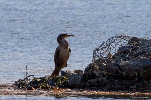 Double-crested Cormorant, Lake Parsippany, NJ, Nov. 11, 2016 photo by Jonathan Klizas)