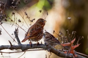 Fox Sparrow, Long Hill Twp., NJ, Nov. 13, 2016 (photo by Jonathan Klizas)