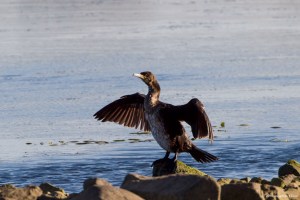 Great Cormorant, Lake Musconetcong, NJ, Nov. 5, 2016 (photo by Jonathan Klizas)