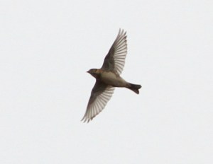 Lapland Longspur, Somerset Co., NJ, Nov. 20, 2016 (photo by Jeff Ellerbusch)