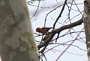 Red Crossbills, Morris County, NJ, Nov. 14, 2016 (photo by Silas Hernandez)