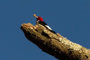 Red-headed Woodpecker, Troy Meadows, NJ, Nov. 11, 2016 (photo by jonathan Klizas)