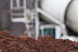 Rock Wren, Franklin Twp., Somerset Co., NJ, Dec. 27, 2016 (photo by Jonathan Klizas)