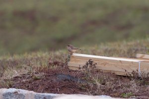 Rock Wren, Franklin Twp., Somerset Co., NJ, Dec. 27, 2016 (photo by Jonathan Klizas)