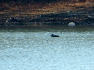 Surf Scoter, Kenvil Lake, Roxbury Twp., NJ, Dec. 5, 2016 (photo by Alan Boyd)