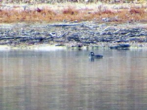 Surf Scoter, Kenvil Lake, Morris Co., NJ, Dec. 8, 2016 (photo by Alan Boyd)