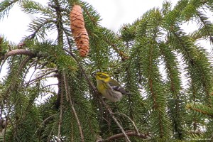 Townsend's Warbler, Duke Farms, Somerset Co., NJ, Dec. 12, 2016 (Photo by Jonathan Klizas)