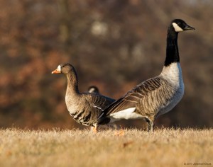 Greater White-fronted Goose, Franklin Twp., NJ, Jan. 1, 2017