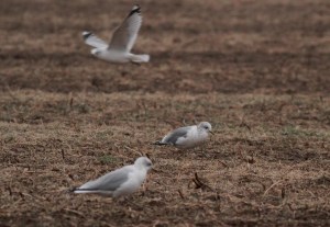 Mew Gull, Somerset Co., NJ, Jan. 3, 2017 (photo by Jeff Ellerbusch)