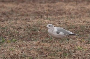 Mew Gull, Somerset Co., NJ, Jan. 3, 2017 (photo by Jeff Ellerbusch)