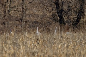 Sandhill Cranes, Franklin Twp., NJ, Jan. 1, 2017 (photo by Jonathan Klizas)
