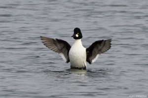 Common Goldeneye, Lake Hopatcong, NJ, Feb. 11, 2017 (photo by Jonathan Klizas)