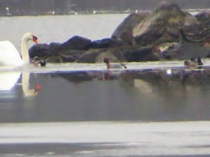 Eurasian Wigeon, Lake Hopatcong, NJ, Feb. 7, 2017 (documentation photo by Alan Boyd)