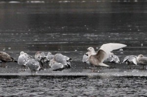Glaucous Gull, Lk. Hopatcong, NJ, Feb. 5, 2017 (photo by Jeff Ellerbusch)