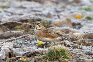 Horned Lark, Montville Twp., NJ, Feb. 19, 2017 (photo by Jonathan Klizas)