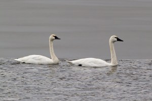Tundra Swans, Lake Hopatcong, NJ, Feb. 8, 2017 (photo by Jonathan Klizas)