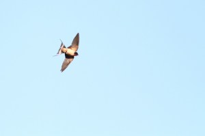 Barn Swallow, Great Swamp NWR, NJ, Mar. 5, 2017 (photo by Jeff Ellerbusch)