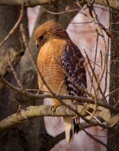 Red-shouldered Hawk, Great Swamp NWR, NJ, Mar. 4, 2017 (photo by John Bloomfield)