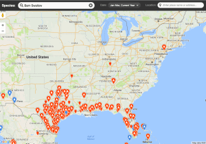 Barn Swallows reported in 2017 as of March 5, 2017 (eBird species map)