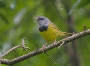 Mourning Warbler