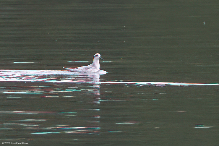 Red Phalarope
